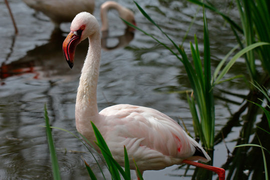 Flame-colored flamingo bird
