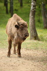 European bison (Bison bonasus) in forest, spring time Slovakia. 