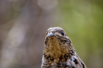 Partridge portrait closeup 