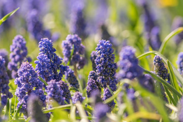 flowering muscari in the spring garden, selective focus