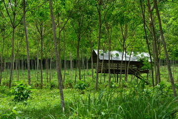 Koh Yao Noi, Thailand, Asia.
Animal pen on stilts in the shade of a rubber plantation.