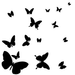 black butterfly, isolated on a white