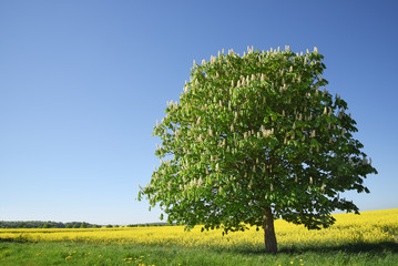 Blossoming chestnut tree on a yellow rape field against the clear blue sky, beautiful landscape with copy space