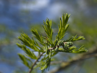 Fototapeta na wymiar Pine colors
