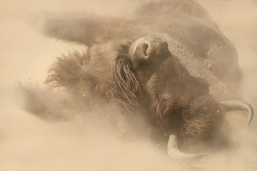 European bison (Bison bonasus) rolling in the dust