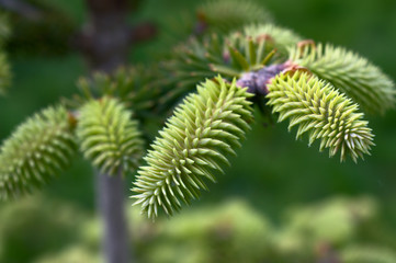 Monkey-puzzle