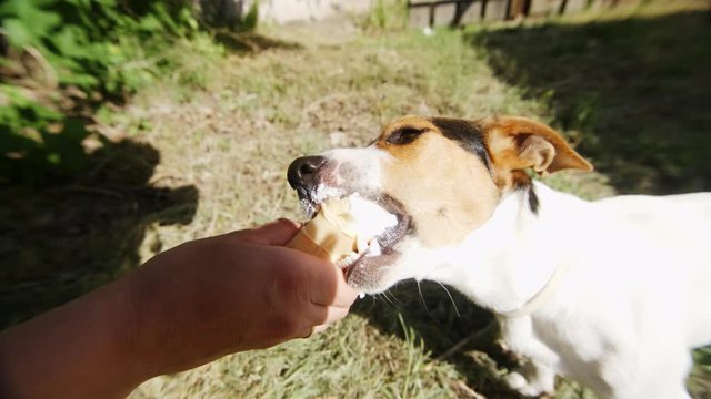 Dog eat, biting and licking ice cream from the hands of master, slow motion closeup shot