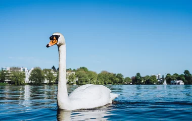 Papier Peint photo Cygne View of the Alster lake and white grace swan swimming on Alster Lake in Hamburg on a sunny day