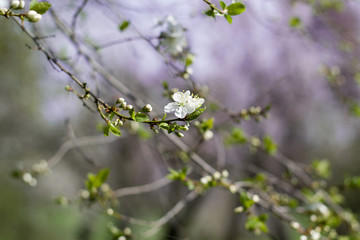 Spring Cherry blossoms flowers. Spring white flowers on a tree.