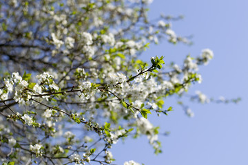 Spring white flowers on a tree against the blue sky.Spring Cherry blossoms flowers.