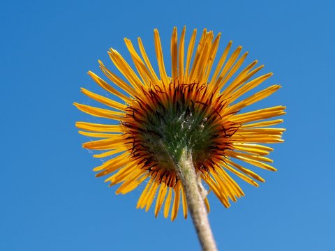 Wildflower (Pulicaria odora)