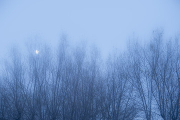 moon hidden among the branches of trees and fog