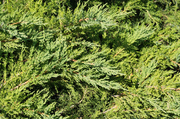 Juniperus horizontalis green foliage background