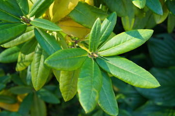 Rhododendron green foliage 