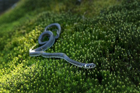 Grass snake on moss in forest. European grass snake, Natrix natrix.