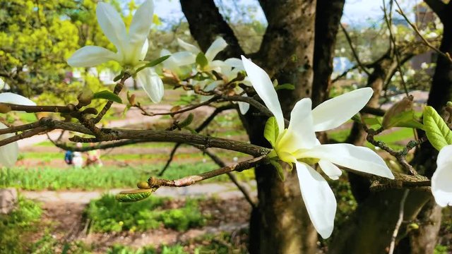 Blossom magnolia in Botanical Garden in Oslo, Norway
