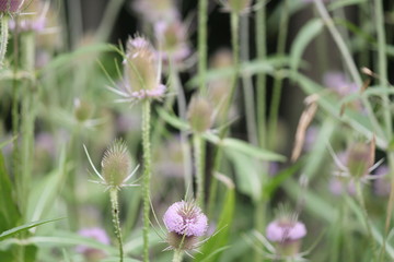 Summer bloom of Teasel, Teazel (Dipsacus fullonum). The members of this genus are known as teasel...