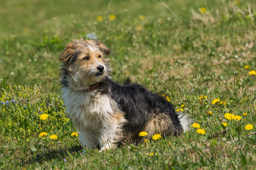 A Cute Hairy Dog Standing on the Grass in the Spring Sun