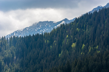 Obraz premium Evergreen Trees from the Meadow Are Facing the Tall Snowy Mountains 