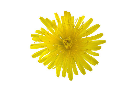 flower yellow dandelion on white background for designers