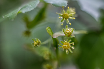 green floral morning