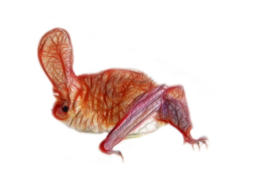 Drawing of bat with huge ears