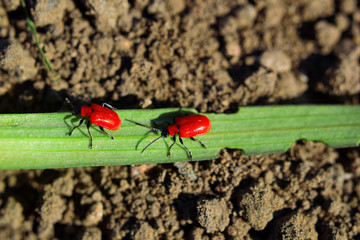 Two red beetles lilioceris lillii crawling on green lily leaf on brown soil background.