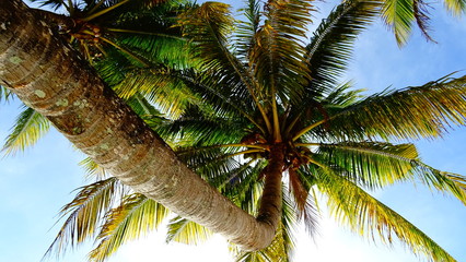 Kokospalme - Mauritius