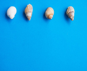 Seashells pattern on blue background