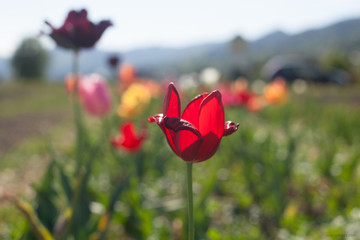 amapola