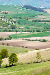 Fototapeta na wymiar Landscape with rolling wavy green fields pattern texture in spring