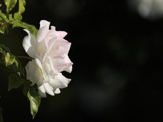 White Rose