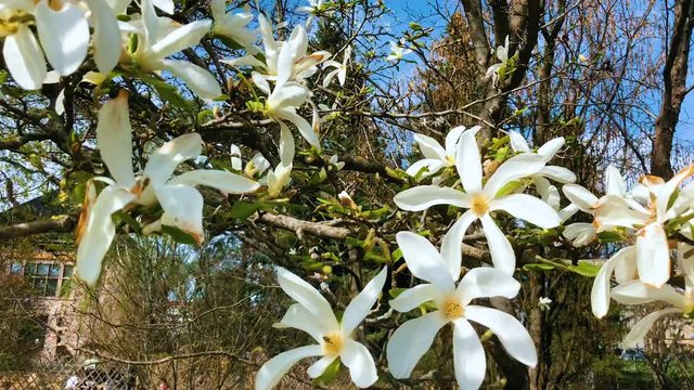 Blossom magnolia in Botanical Garden in Oslo, Norway
