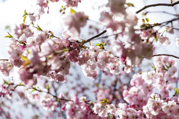 Sakura Flower or Cherry Blossom With Beautiful Nature Background.