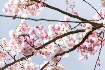 Sakura Flower or Cherry Blossom With Beautiful Nature Background.