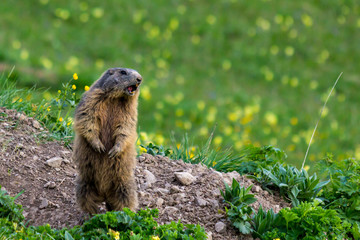 Shouting marmot (groundhog) on blossoming spring meadow