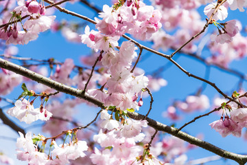 Sakura Flower or Cherry Blossom With Beautiful Nature Background.
