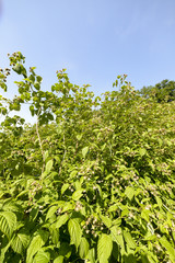 Culture, framboisier, Rubus idaeus, Serbie