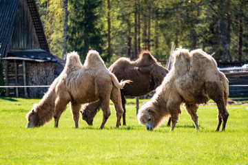 Fototapeta premium camel walking and feeding in a green field of grass