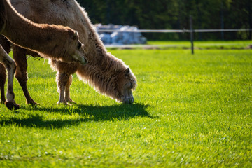 camel walking and feeding in a green field of grass