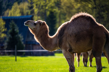 camel walking and feeding in a green field of grass