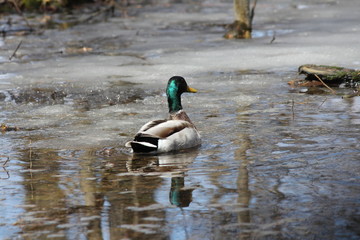 Mallard ( Drake)  swimming in a partially thawed area of water and ice. 
