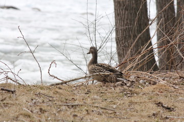 Mallard (Hen) on a bluff overlooking a lake still full of ice in early spring.  