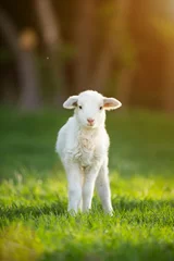 Peel and stick wall murals Sheep cute little lamb on fresh green meadow