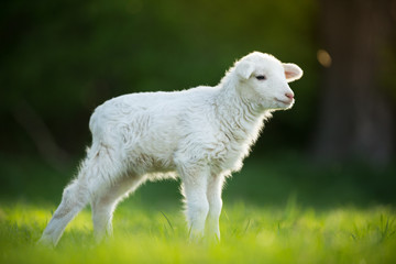 cute little lamb on fresh green meadow