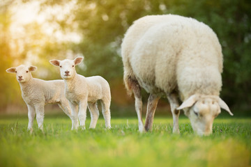 Naklejka premium śliczne małe owieczki z owiec na świeżej zielonej łące