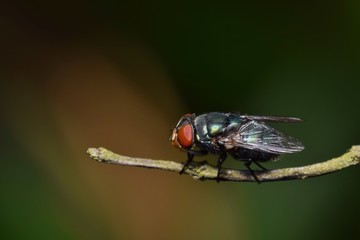 A Green Bottle fly (Lucilia sericata) resting on a twig. These common blowflies are found all over the world, mainly in tropical climates and are considered pests. Also known as Bluebottle flies.