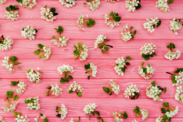Pink wooden background with flowering pear branches