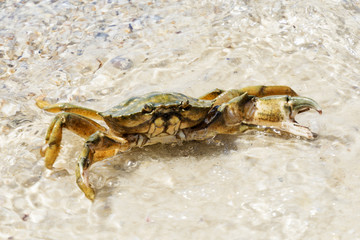 Beautiful crab crawl on the coast of the Black Sea