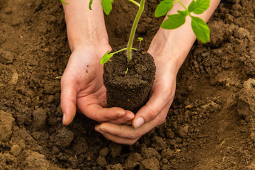 In the village, the girl plant the plant tomatoes